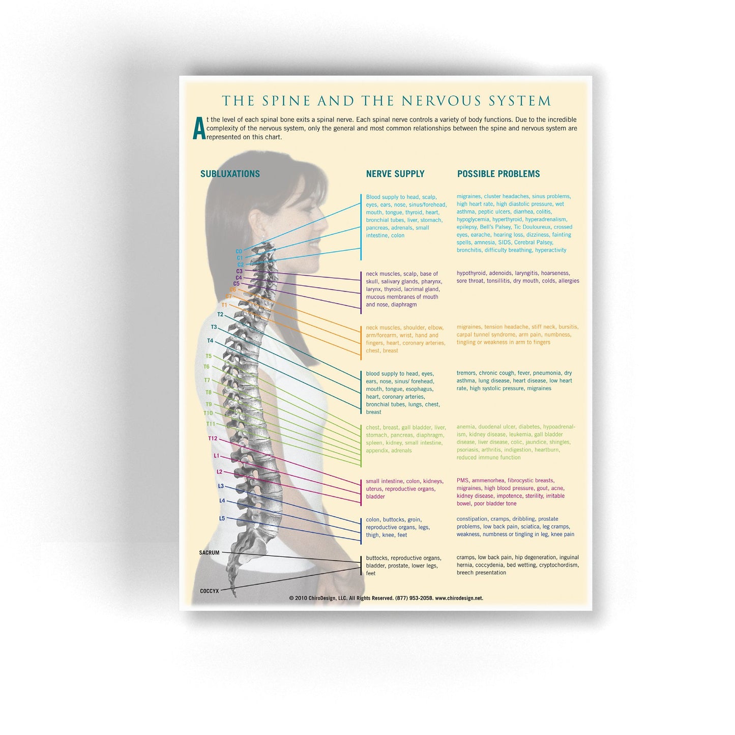 Spine and Nervous System Insert Sheet