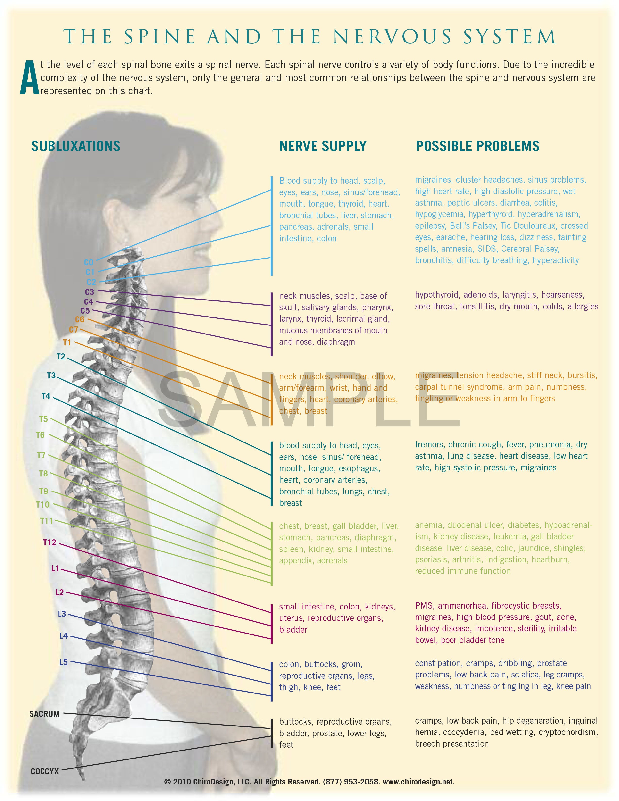 Spine and Nervous System Digital Download – ChiroDesign