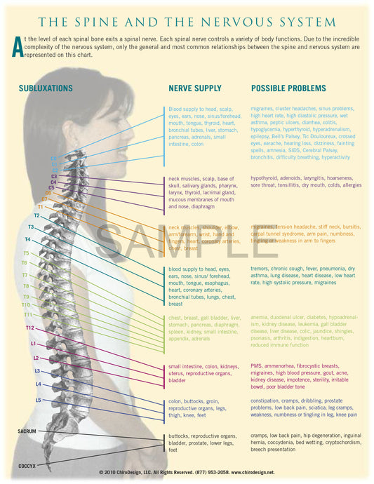 Spine and Nervous System Digital Download